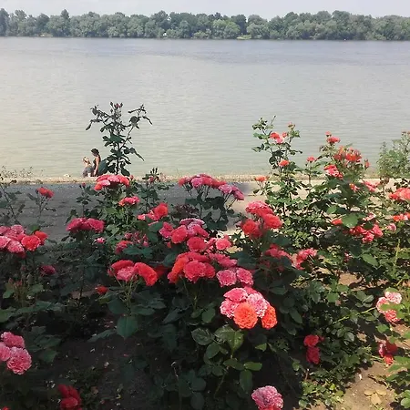 Danube *